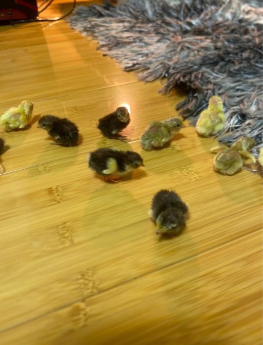 Oua prepelite chinezesti