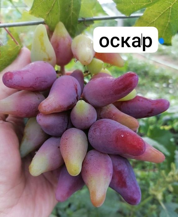 УЗУМ кучатларимизни 35 хил сорти бор сортига кафолат берамиз