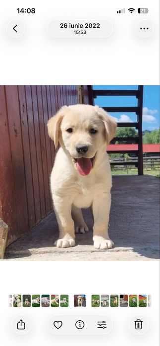 Labrador retriever