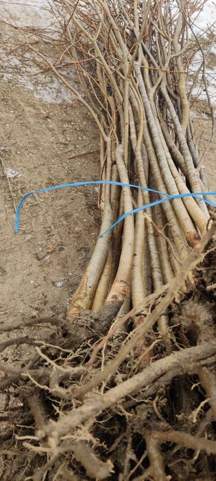 Puieți de Tei mirositor