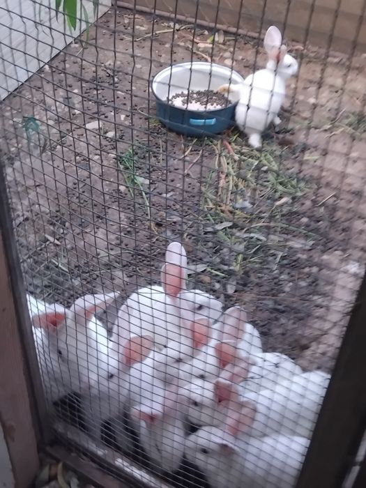 8 puiuți împreună cu mama lor cauta casa nouă!