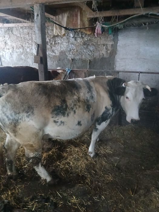 Vaca gestanta de vanzare