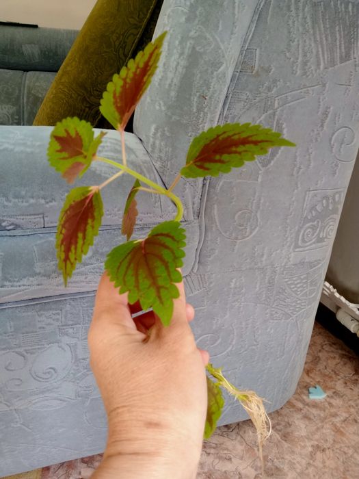 Продам колеус по 500 тенге