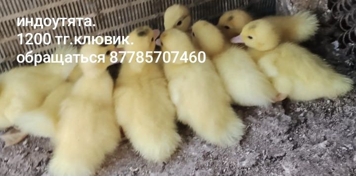 Продам  домашних индоутят