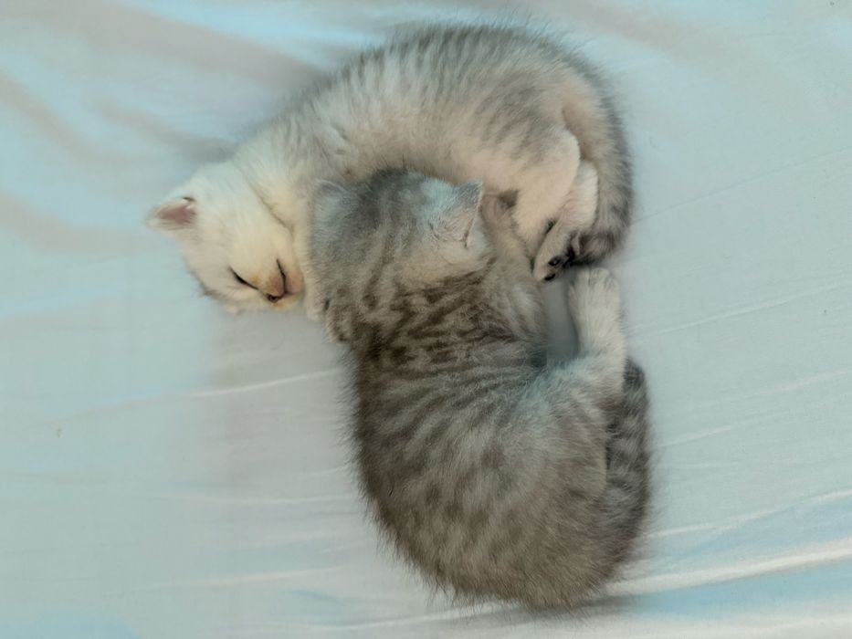 Сребърни котенца