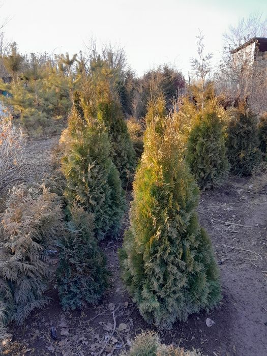 Продам туи перамидки