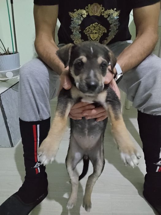 Собачка в добрые и хорошие руки