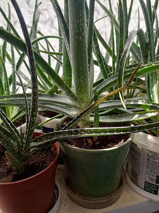 Алоэ 3-л лечебный