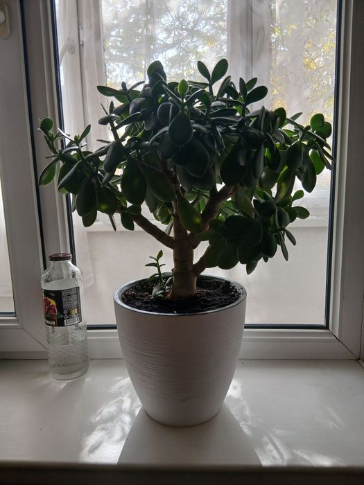 Денежное дерево, цветущее