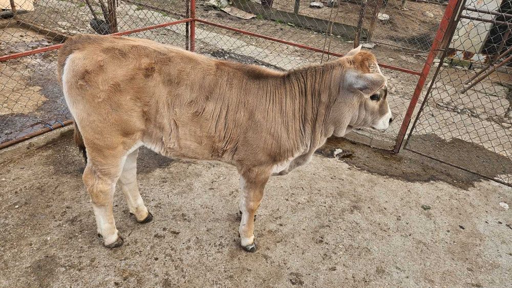 Vand vițică 2 luni