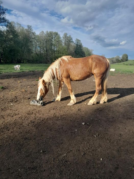 Vând iapă cu mânz