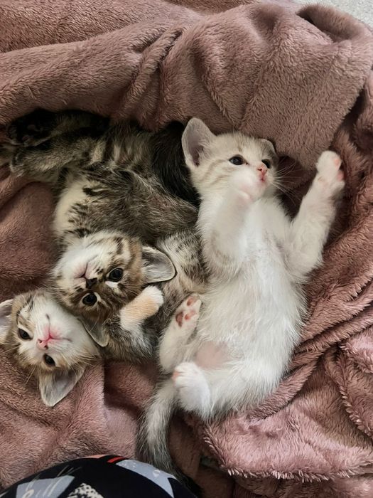 Котята 2 месячные