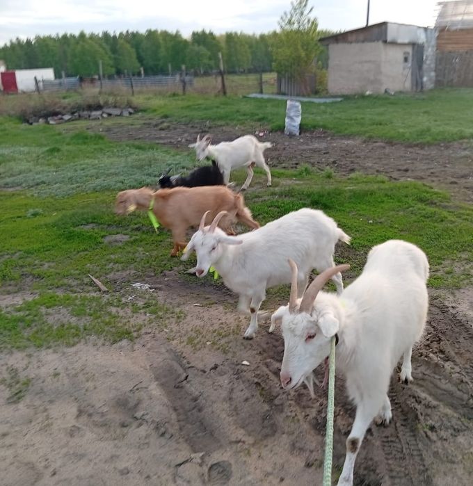 Козы дойные 4козыи козел  козленок