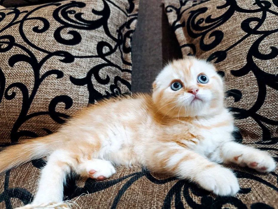 Продаются котятки