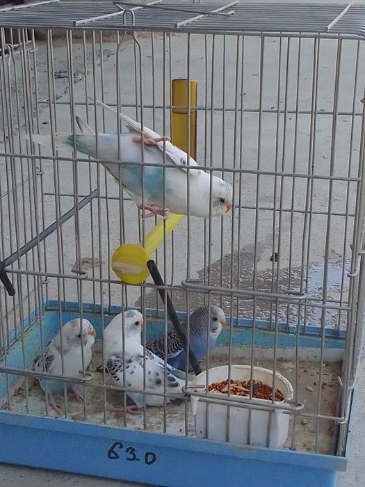 Toti qushla sotiladi nar moda