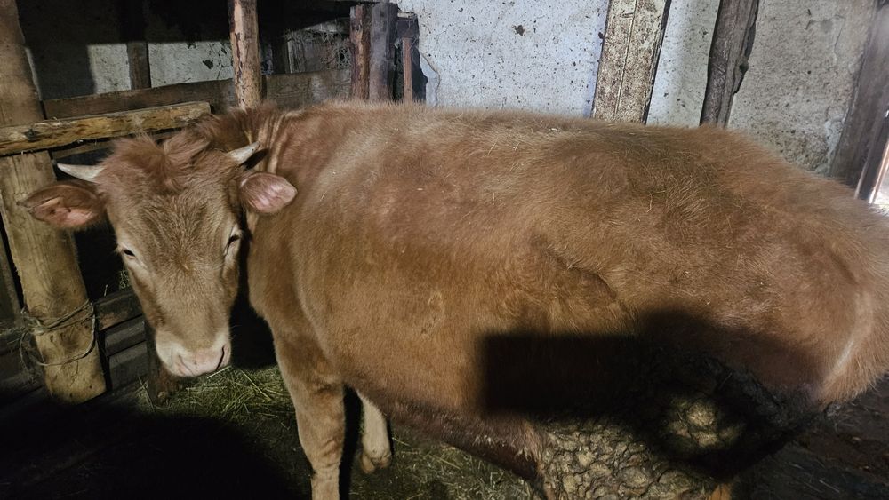 Семіз тайыншалар