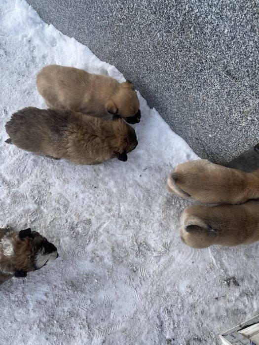 Продам щенят овчарки