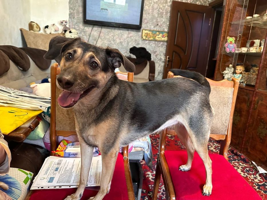 Пристраивается в Добрые Руки девочка.