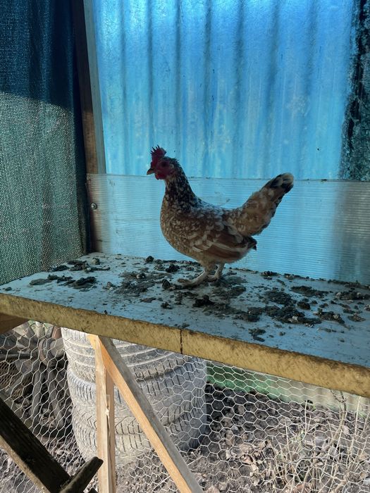 Vand gaini americane