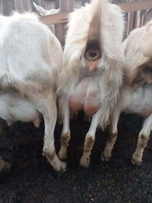 Vând capre comuna boțești județul vaslui  .(0769896340)