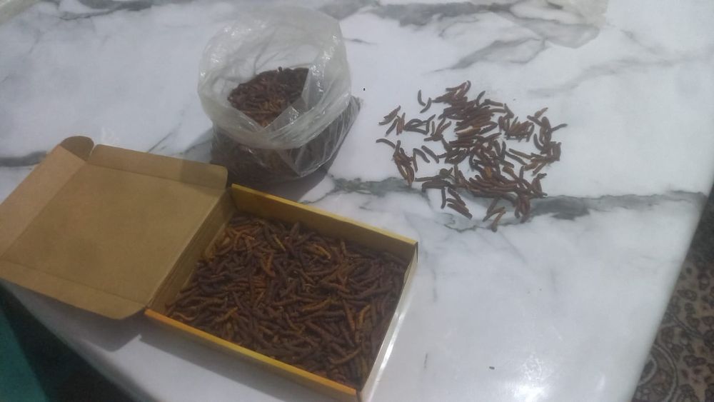 Продам кордицепс природный. 

Считается,