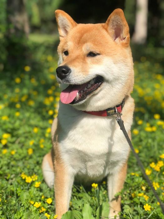 Продается высоко породный  щенок Сиба.