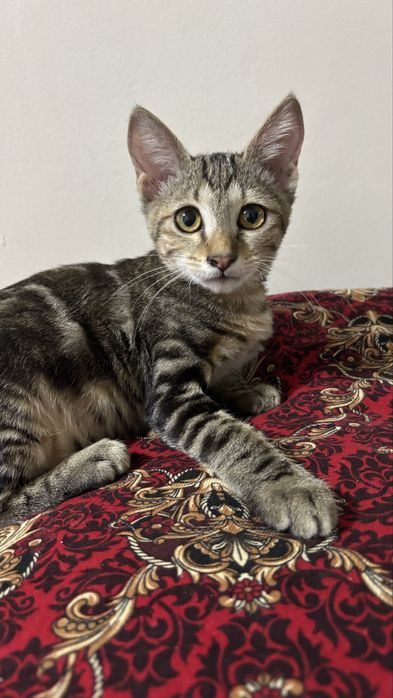 Котенок 3,5месяцев