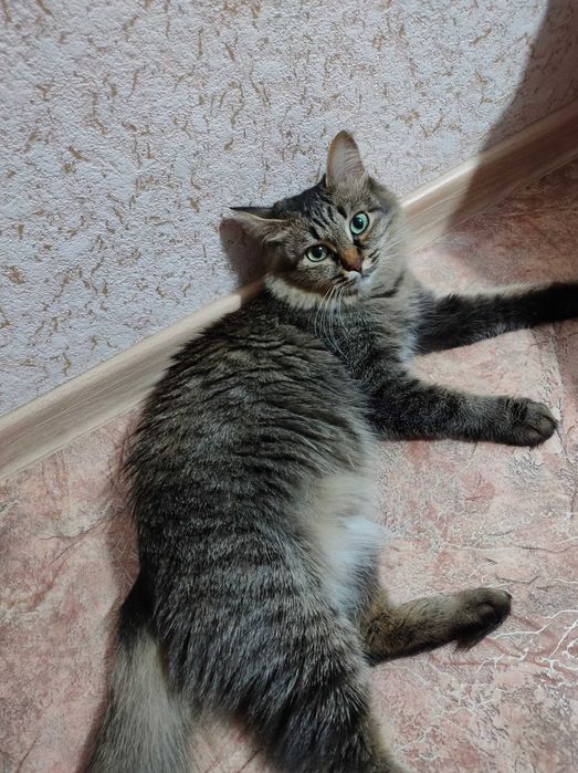 Отдам кошку в добрые руки