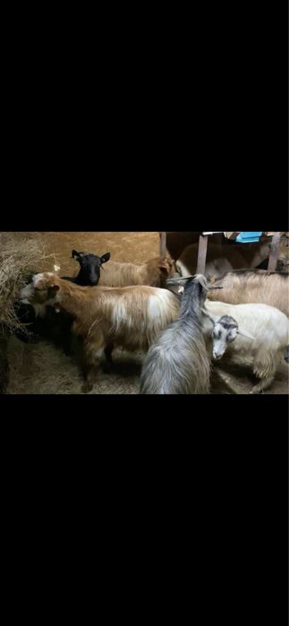 Schimb 8 capre tinere cu oi
