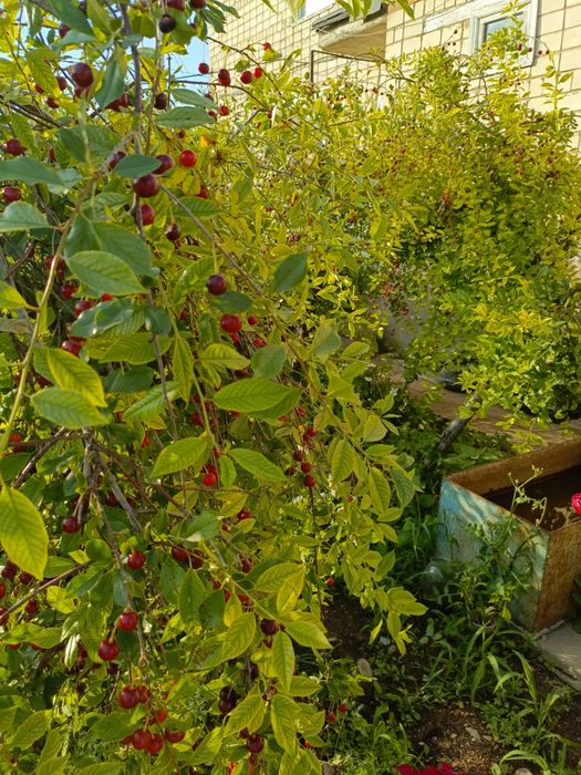 Продам (таунхаус) 5 А микрорайон