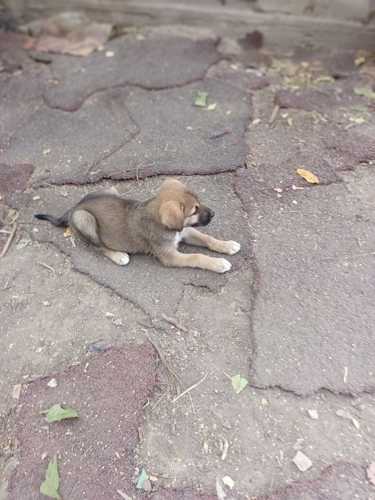 Отдам в заботливые руки