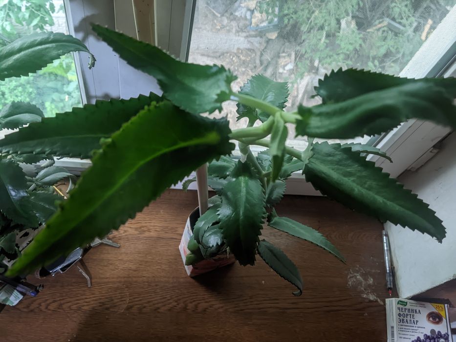 Крупный мощный каланхоэ