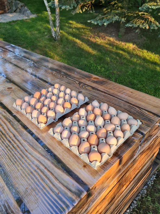 Ouă de bibilică pt incubator/consum