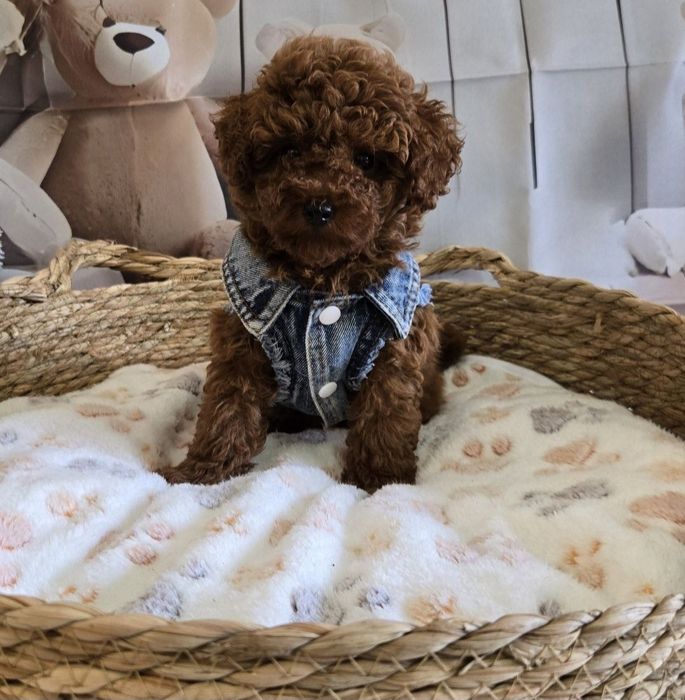 Пудел той Poodle toy генетични тестове на родитерите /родословие Момче