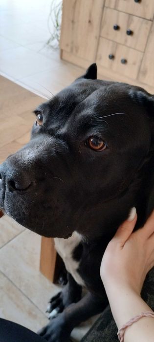 Кане Корсо женски