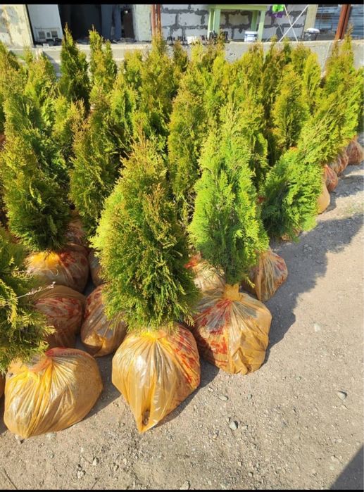 Продаю Туи Смарагд