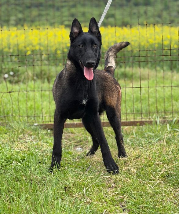 Mascul Ciobanesc Belgian Malinois