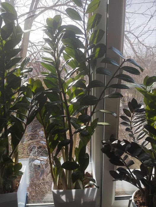 Замиакулькас комнатные растения