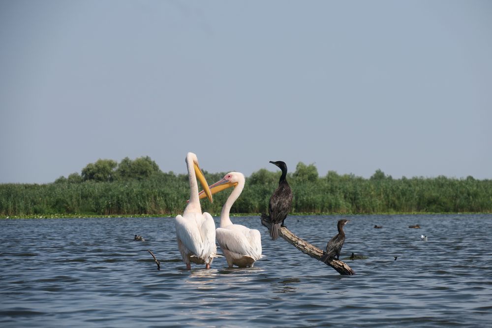 Cameră foto g3x cu obiectiv Canon zoom lens 25x1s