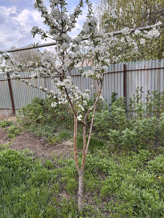 Отдам бесплатно плодовые деревья