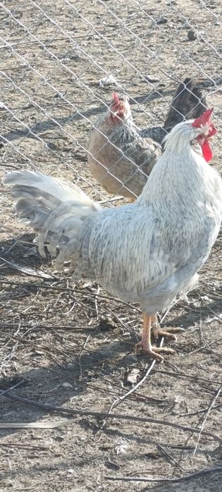 Петлета легбар опал