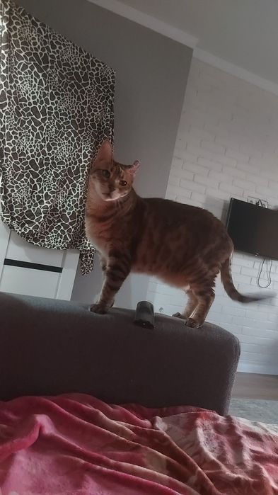 Отдам даром связи с появлением ребенка