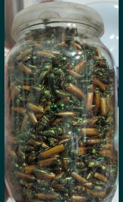 Простатитке алтын қоңыз инфекция емдейді