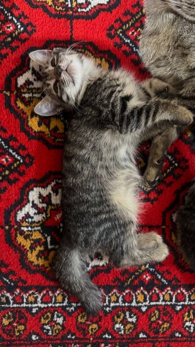 Отдам даром в хорошие руки. Красивые котята ( самки )