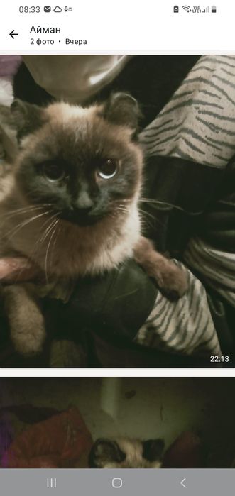 Ищем для кошечки Дом