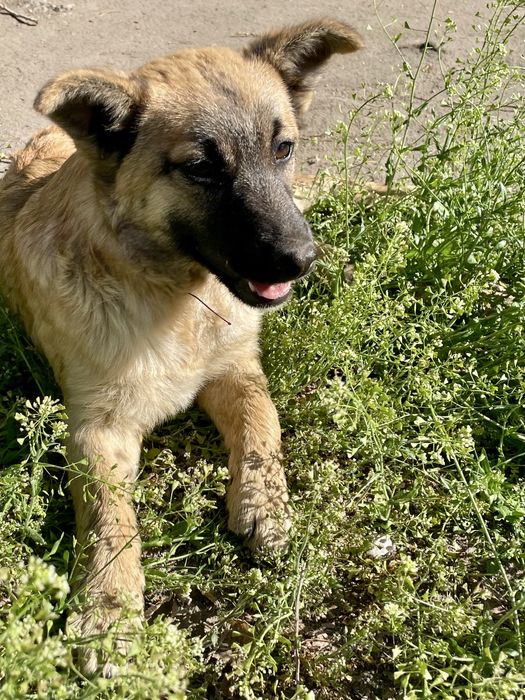 Отдам щенка в добрые руки