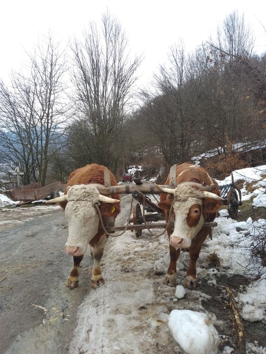 Boi de vânzare Lupsa