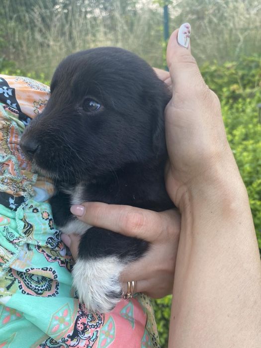 Бебенца на 45 дни, търсят груживни стопани