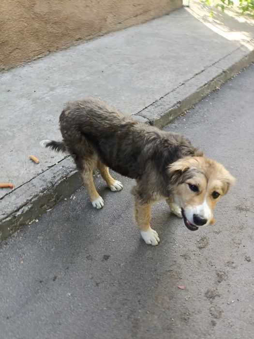 Пристраивается щенок!