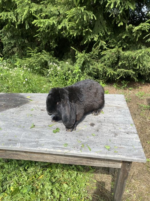 Vand iepuri berbec german